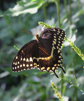 Palamedes Swallowtail